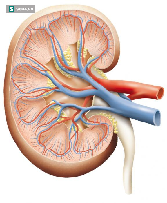 6 dấu hiệu của nhiễm trùng thận: Nhận ra bằng mắt thường, chỉ cần bạn quan sát kỹ - Ảnh 1.