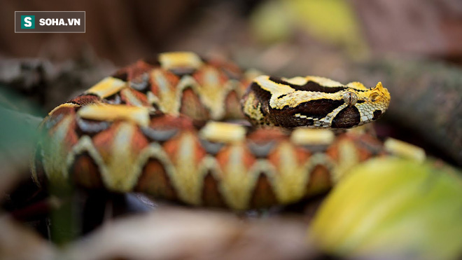 Con lai của 2 loài rắn độc: Nguy hiểm vô cùng nhưng bao người vẫn khao khát sở hữu - Ảnh 1.