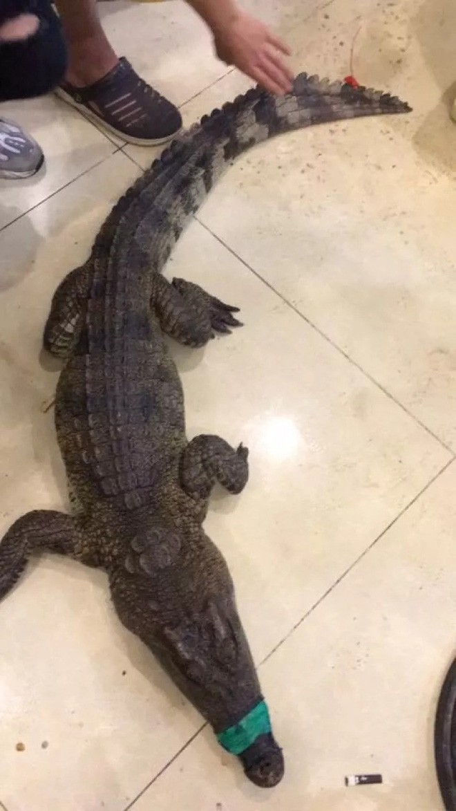 Cuộc đào tẩu lúc rạng sáng của chú cá sấu sắp bị làm thịt ở nhà hàng Trung Quốc - Ảnh 3.