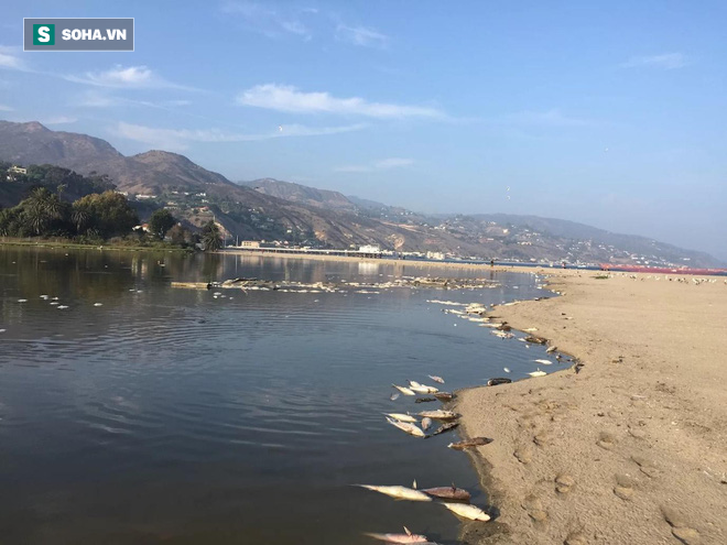 Nắng nóng cực đoan gần như “luộc chín” hơn 2.000 con cá ở California - Ảnh 2.