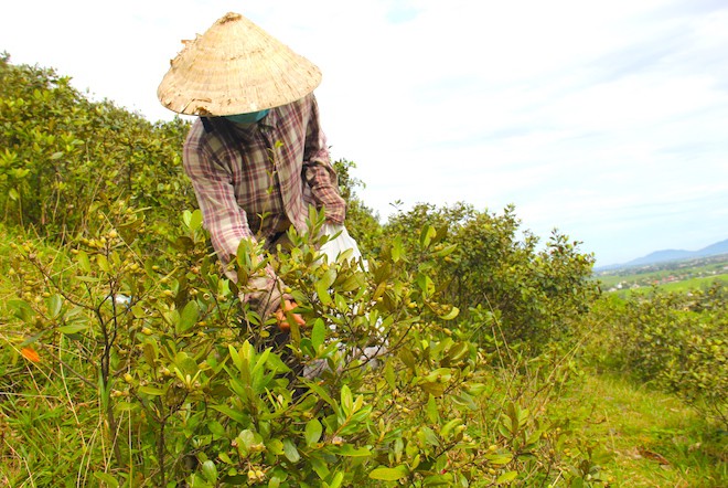 Huy động cả nhà lên núi hái sim, thu nửa triệu mỗi ngày - Ảnh 3.