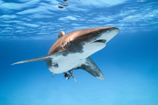 Ai Cập: Đi bơi ở vùng biển có cảnh báo nguy hiểm, nam du khách bị cá mập cắn chết - Ảnh 1.