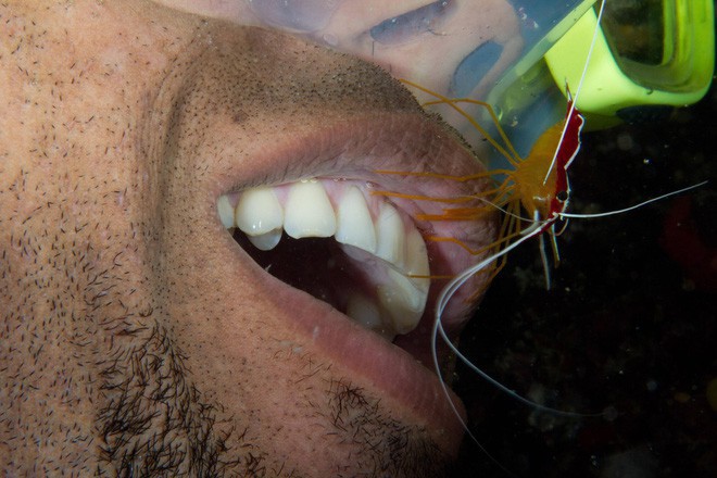 Đây là dịch vụ tôm xỉa răng độc đáo của đại dương mà chỉ số ít khách hàng đặc biệt mới được thử! - Ảnh 6.