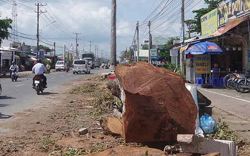 Chặt 13 cây cổ thụ trên 100 năm tuổi để mở rộng đường - Ảnh 2.