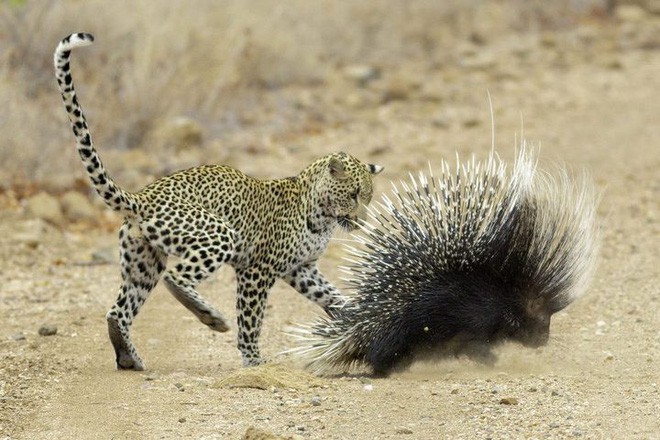 [Video vui] Thi&ecirc;n nhi&ecirc;n hoang d&atilde; đ&atilde; dạy lo&agrave;i nh&iacute;m kh&ocirc;n ngoan thế n&agrave;o để tr&aacute;nh bị b&aacute;o tấn c&ocirc;ng - Ảnh 1.