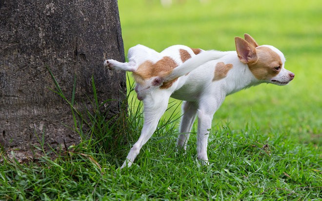 Giải mã hành động lạ kỳ của boss: Cứ tè xong lại lấy chân cào cào đất như thế này - Ảnh 1.