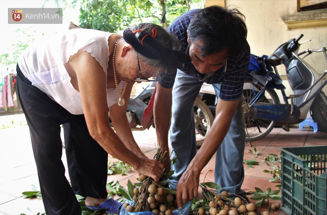 Hà Nội: Cận cảnh cây nhãn tổ khổng lồ 130 tuổi, mỗi năm thu hoạch gần một tấn quả - Ảnh 10.