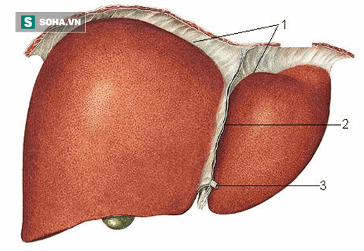 BS khuyên: Đừng dùng thuốc bổ, chỉ cần làm mấy việc này là gan luôn khỏe mạnh và ít bệnh - Ảnh 1.