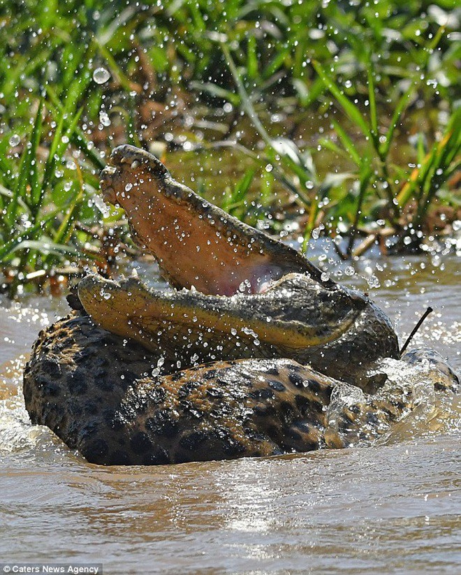 Báo đốm liều mình tử chiến với cá sấu caiman - Ảnh 1.
