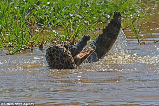 Báo đốm liều mình tử chiến với cá sấu caiman - Ảnh 3.