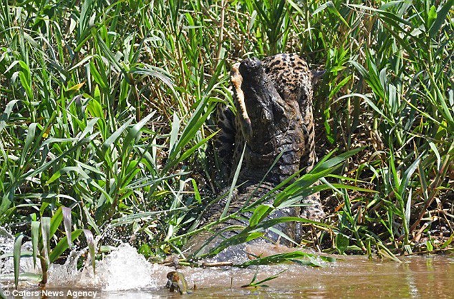 Báo đốm liều mình tử chiến với cá sấu caiman - Ảnh 5.