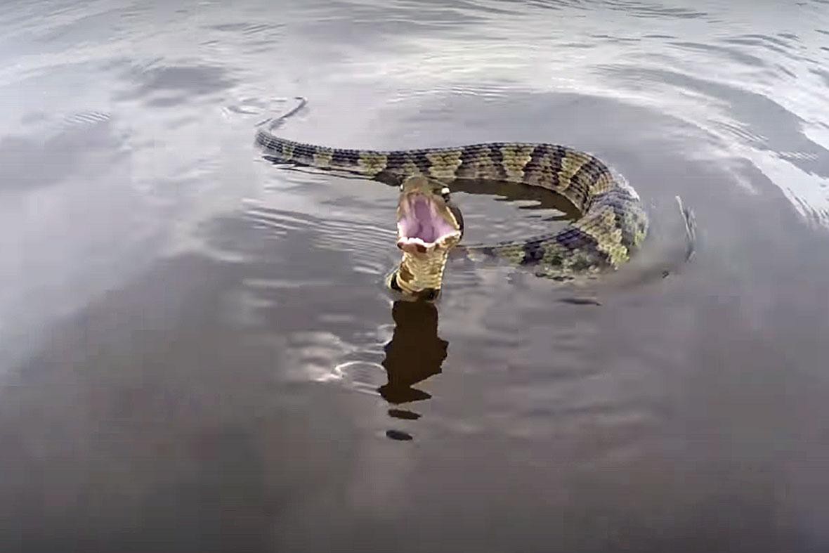 Много змей в воде. Gigantophis garstini. Плавающие змеи. Змея плывет. Большая водяная змея.