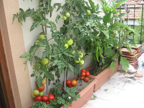 Cà chua chín nẫu đừng vứt đi, hãy thái lát bỏ vào chậu đất, bạn sẽ có cà chua ăn thoải mái - Ảnh 7.
