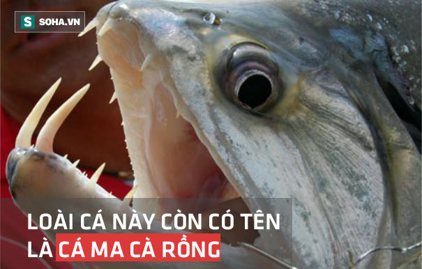 Vũ khí đáng sợ của Payara - một trong những loài cá nước ngọt nguy hiểm nhất thế giới - Ảnh 1.