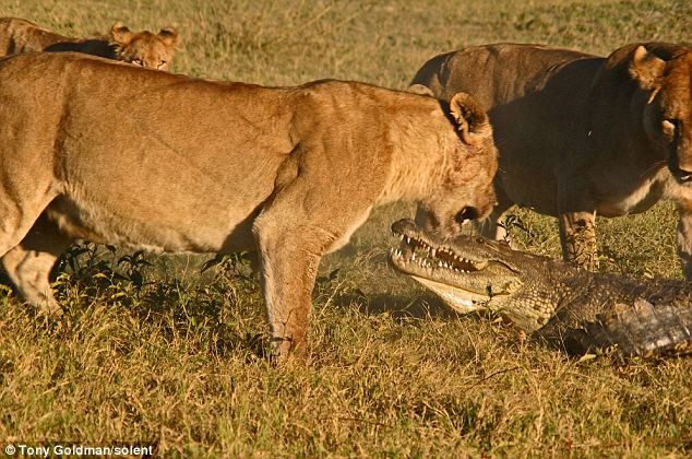 To gan tấn công vua con, cá sấu bị cả nhà sư tử kéo đến trả thù - Ảnh 6.