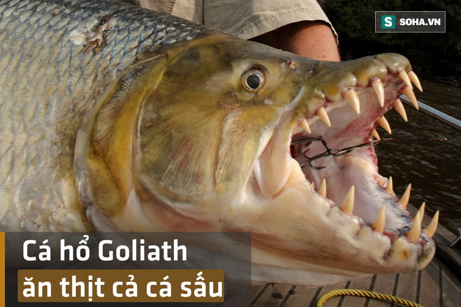 Bắt được cá hổ Goliath - loài cá tàn bạo bậc nhất châu Phi, ăn thịt cả cá sấu - Ảnh 1.