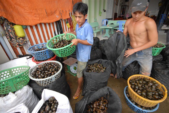 Cận cảnh thiên nhiên ban tặng người dân miền Tây nhiều sản vật trong mùa lũ đẹp - Ảnh 11.