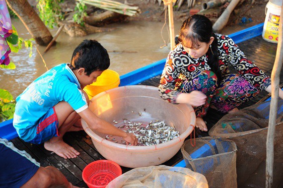 Cận cảnh thiên nhiên ban tặng người dân miền Tây nhiều sản vật trong mùa lũ đẹp - Ảnh 20.