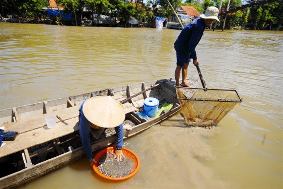 Cận cảnh thiên nhiên ban tặng người dân miền Tây nhiều sản vật trong mùa lũ đẹp - Ảnh 34.