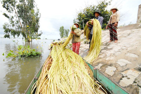 Cận cảnh thiên nhiên ban tặng người dân miền Tây nhiều sản vật trong mùa lũ đẹp - Ảnh 8.