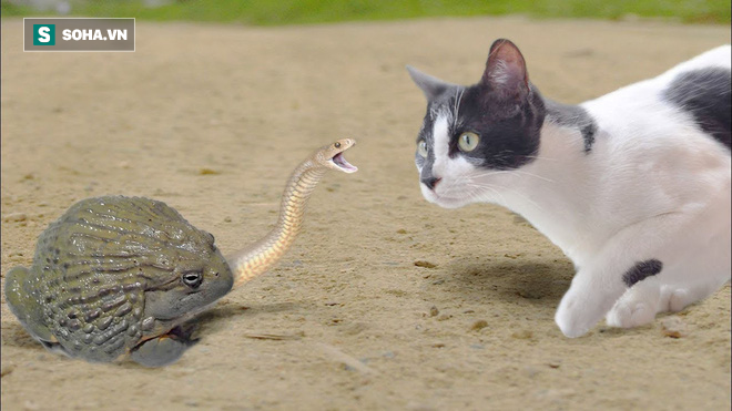 Trận chiến tay ba kỳ lạ: Cóc mía nuốt đuôi rắn, phần đầu con rắn vẫn ngóc lên đòi mổ mèo - Ảnh 1.