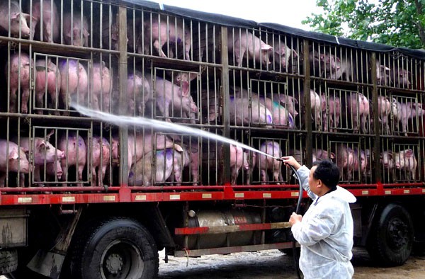 Trung Quốc: Đau đầu vì siêu virus trên lợn, nguy cơ đại dịch mới hoành hành Đông Nam Á - Ảnh 2.