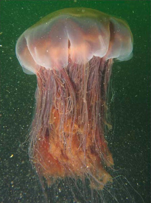 New Zealand: Tranh cãi ‘vật thể lạ’ là sứa khổng lồ hay sinh vật ngoài hành tinh - Ảnh 1.