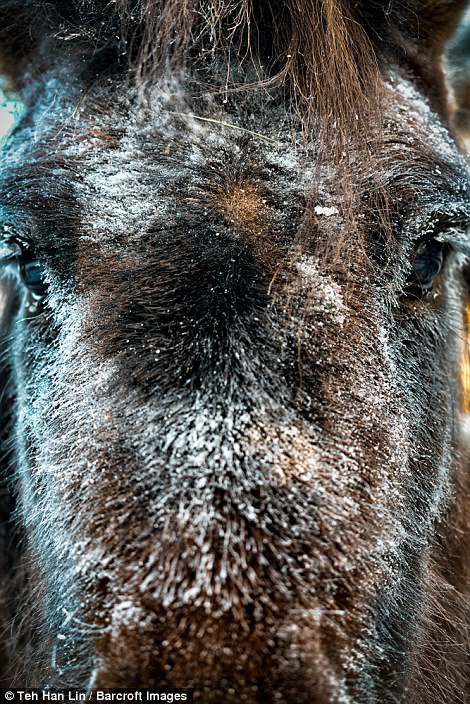 Ngắm siêu ngựa cực hiếm tại vùng đất băng giá Siberia - Ảnh 1.