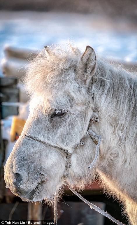 Ngắm siêu ngựa cực hiếm tại vùng đất băng giá Siberia - Ảnh 10.