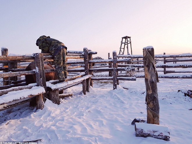 Ngắm siêu ngựa cực hiếm tại vùng đất băng giá Siberia - Ảnh 11.