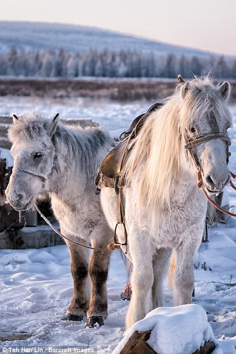 Ngắm siêu ngựa cực hiếm tại vùng đất băng giá Siberia - Ảnh 12.