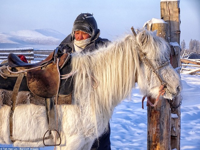 Ngắm siêu ngựa cực hiếm tại vùng đất băng giá Siberia - Ảnh 3.