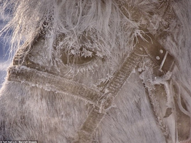 Ngắm siêu ngựa cực hiếm tại vùng đất băng giá Siberia - Ảnh 5.