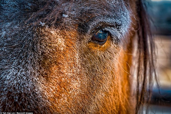 Ngắm siêu ngựa cực hiếm tại vùng đất băng giá Siberia - Ảnh 6.