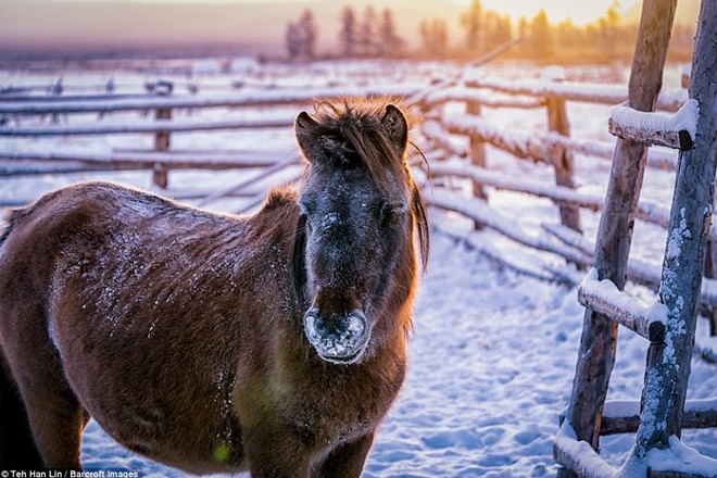 Ngắm siêu ngựa cực hiếm tại vùng đất băng giá Siberia - Ảnh 7.
