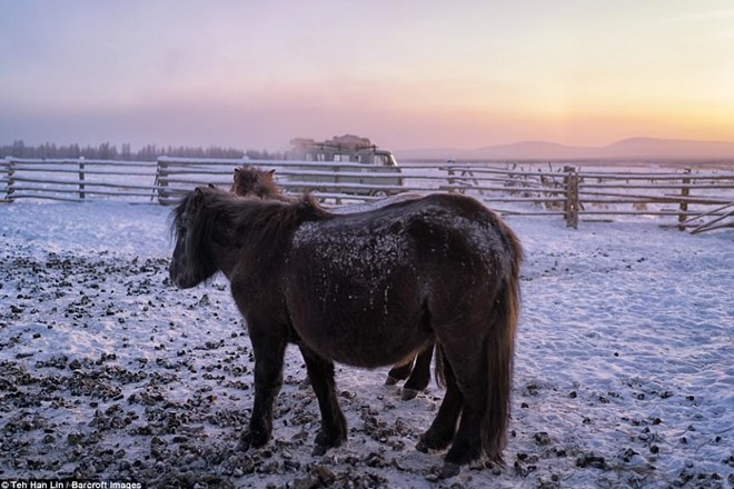 Ngắm siêu ngựa cực hiếm tại vùng đất băng giá Siberia - Ảnh 8.