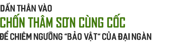 Nước mắt chim Tê Điểu: “Báu vật sống” bị săn lùng vì có chiếc mỏ đắt gấp 3 lần ngà voi - Ảnh 1.