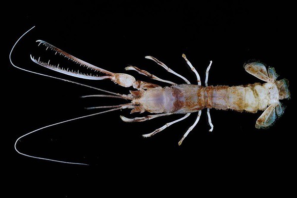 Kỳ dị 12 loài giáp xác mới được phát hiện dưới đáy biển sâu - Ảnh 3.