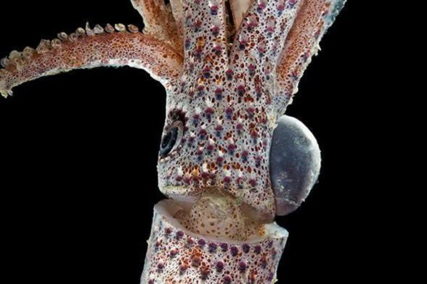 Kỳ dị 12 loài giáp xác mới được phát hiện dưới đáy biển sâu - Ảnh 4.