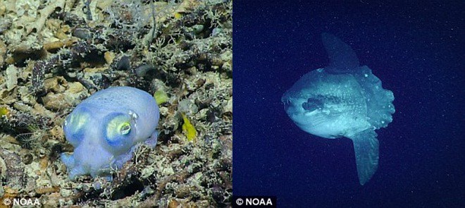 Quái vật lươn biển Gulper biến hình nhanh như chớp - Ảnh 7.