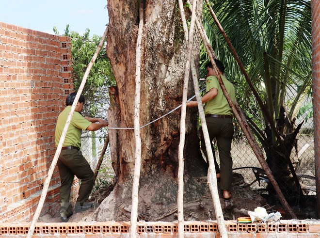 Tây Ninh: Tìm thấy cây giáng hương trên 100 năm tuổi bị đào trộm - Ảnh 2.