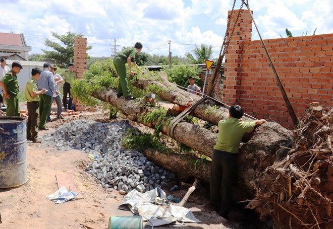 Tây Ninh: Tìm thấy cây giáng hương trên 100 năm tuổi bị đào trộm - Ảnh 4.