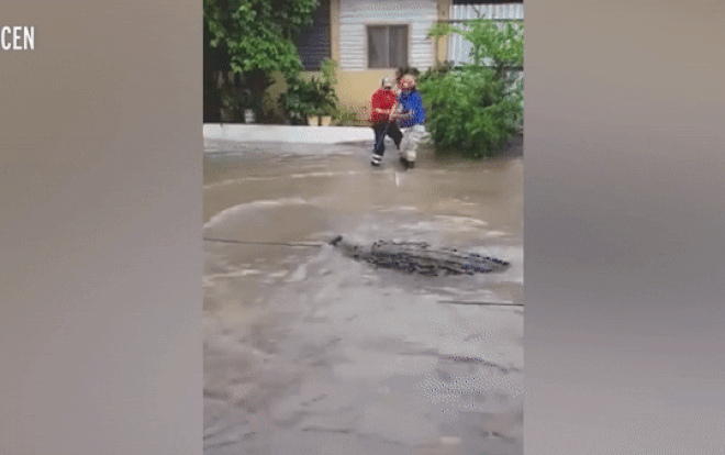 Sau mưa bão, cá sấu lẻn vào thành phố khiến cư dân hãi hùng - Ảnh 2.