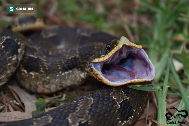 Kỳ lạ: Loài rắn độc hễ gặp nguy hiểm là giả chết  - Ảnh 1.