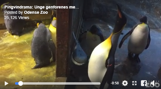 Đan Mạch: Đôi chim cánh cụt đồng tính rủ nhau bắt cóc chim non về nuôi - Ảnh 4.