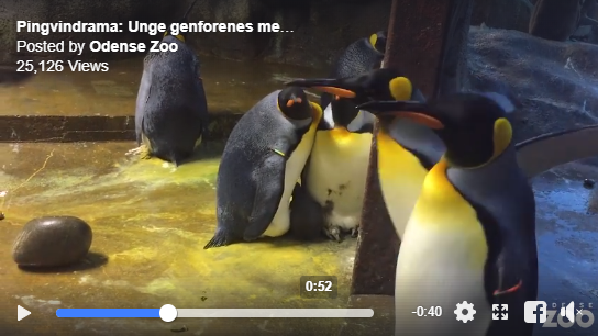 Đan Mạch: Đôi chim cánh cụt đồng tính rủ nhau bắt cóc chim non về nuôi - Ảnh 5.