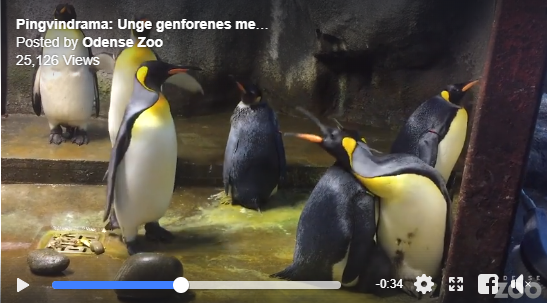 Đan Mạch: Đôi chim cánh cụt đồng tính rủ nhau bắt cóc chim non về nuôi - Ảnh 6.