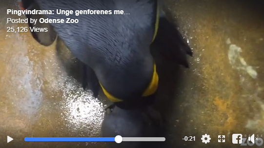 Đan Mạch: Đôi chim cánh cụt đồng tính rủ nhau bắt cóc chim non về nuôi - Ảnh 7.