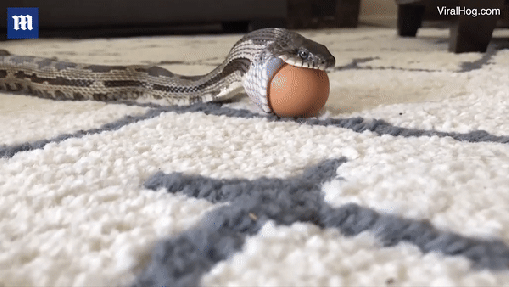 Cận cảnh rắn nuốt trọn quả trứng vào bụng mà không hề bị vỡ - Ảnh 2.
