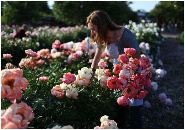 Cuộc sống yên bình và ngọt ngào của cô gái từ bỏ công việc văn phòng nhàm chán để chăm sóc cánh đồng hoa đẹp như cổ tích - Ảnh 19.